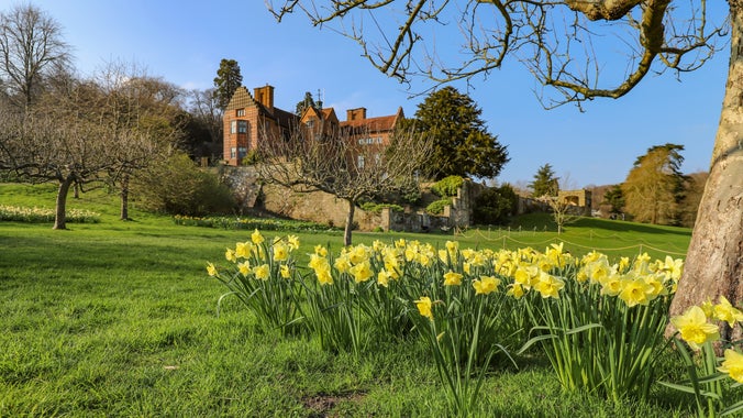 Daffodils in the grounds at Chartwell on a sunny spring day, Kent